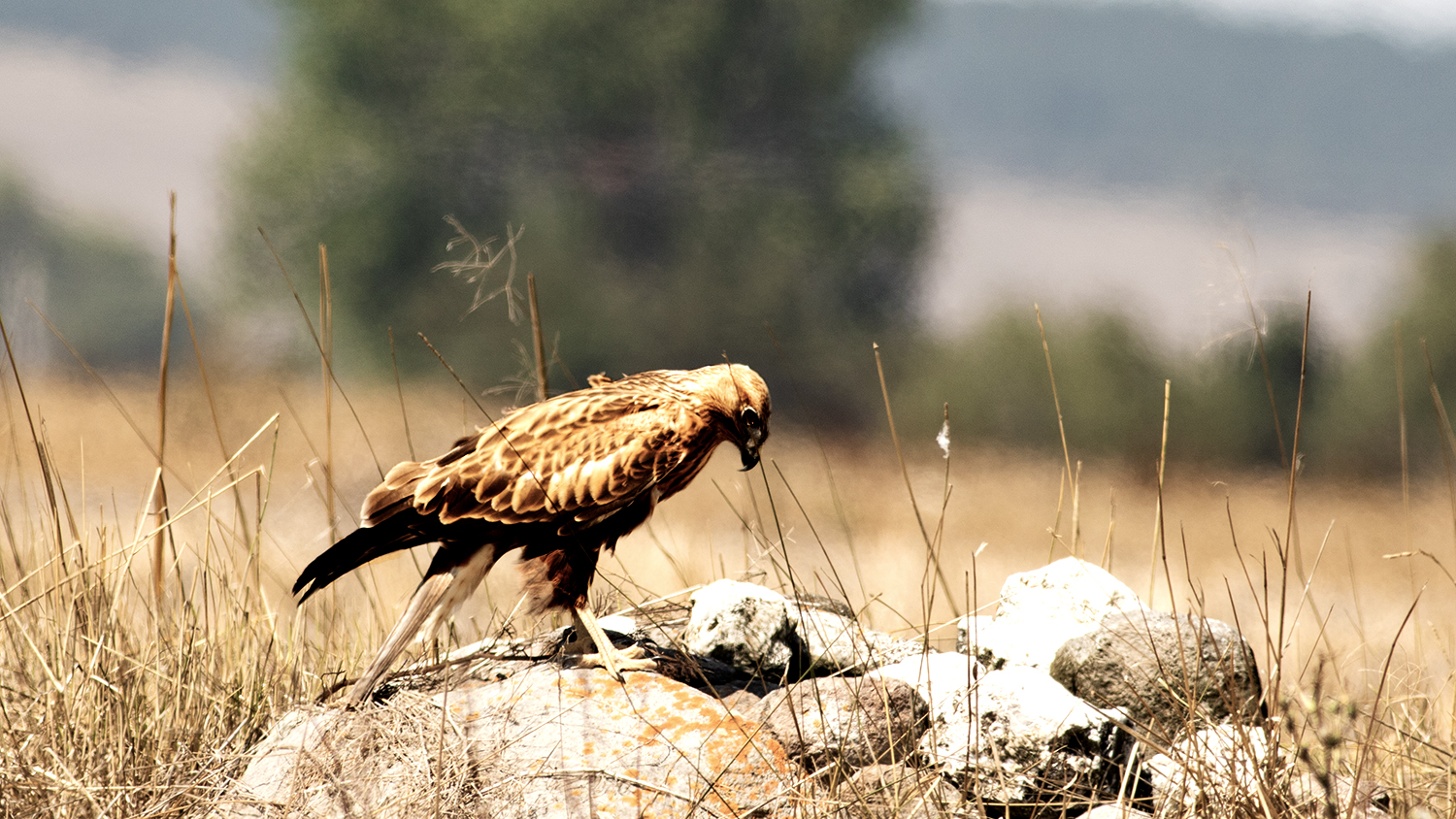 Long-legged Buzzard